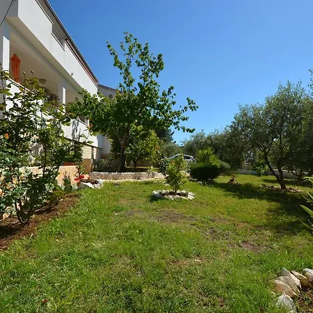 Maslina トロギール